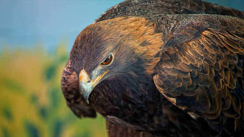 10 Things You Didn’t Know About Eagles