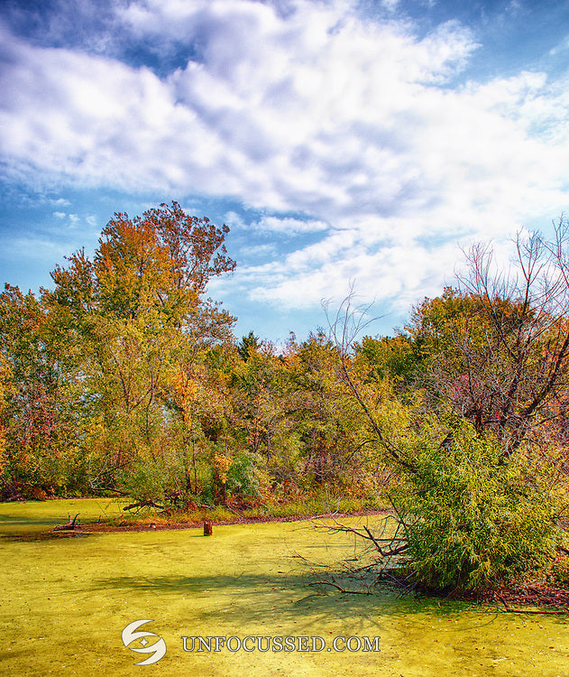 Vegetazione giallo-verde sulla superficie dell’acqua, incorniciata da alberi autunnali e rami spogli sotto un cielo luminoso bianco e blu.
