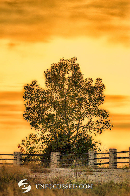 Ein belaubter Baum hinter Steinpfosten und dunklen Zaunlatten unter einem leuchtend goldenen Sonnenuntergang in Klondike Park.