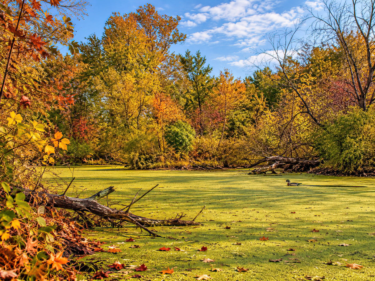 Acqua verde brillante bordata da legno caduto e alberi dai colori autunnali nell’Area di conservazione Busch Memorial