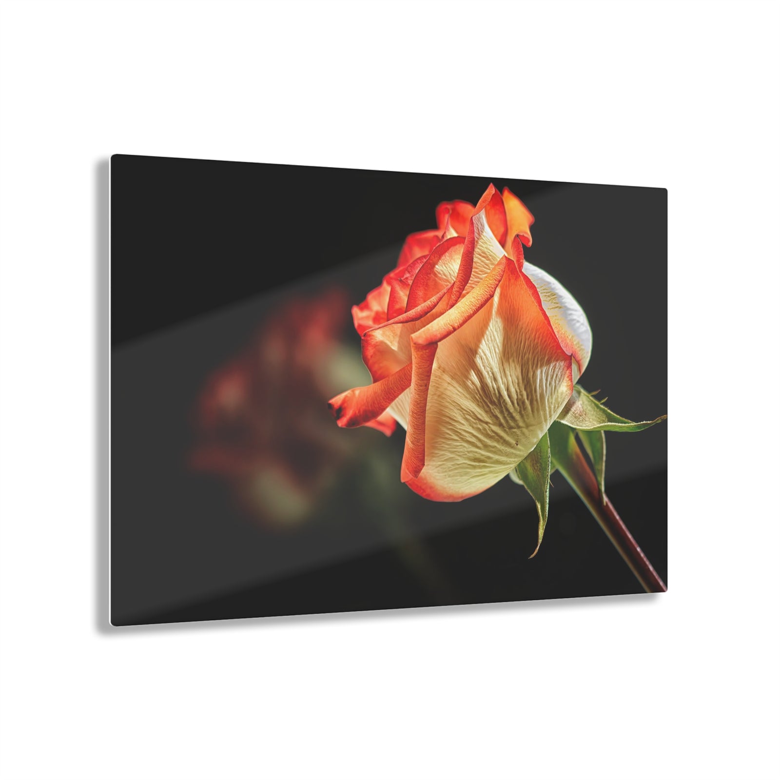 Rosey Red Reflections Acrylic Print