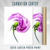 Carnation Curtsy 13×19 Print
