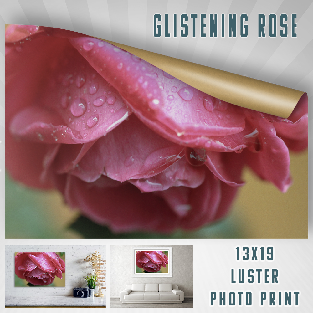 Glistening Rose 13×19 Print