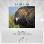 Golden Eagle Acrylic Print