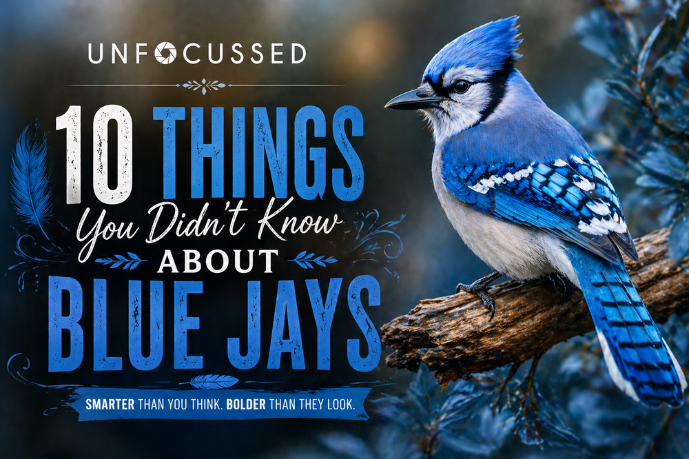 10 Things You Didn't Know About Blue Jays