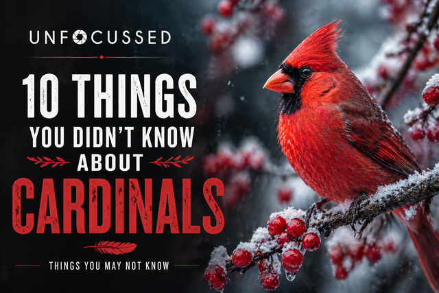 10 Things You Didn't Know About Cardinals | Unfocussed