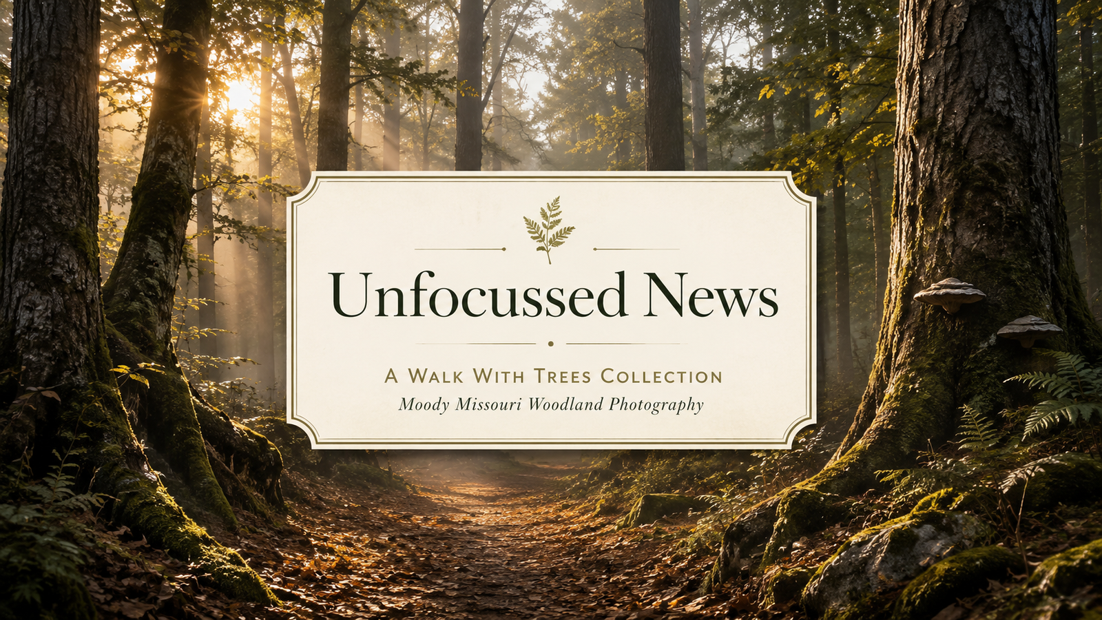 Art From The Unfocussed - A Walk With Trees Collection