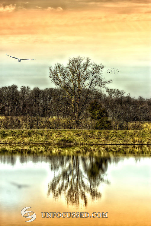 A leafless tree and birds appear above a warm-toned lake, with the tree reflected below.