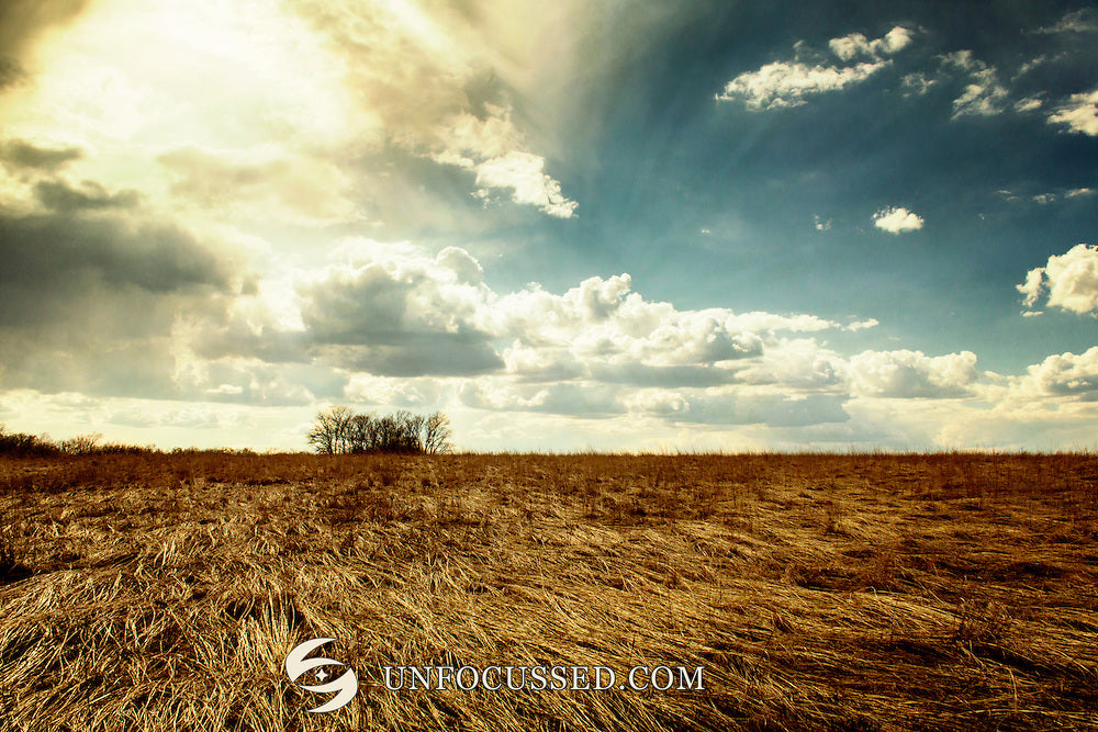 Golden dry grass across an open field beneath cream clouds and blue-green sky, with a small distant group of trees.