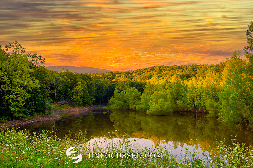 Golden sunset above tree-lined Ridge Lake at Goose Creek, with green grasses, white wildflowers and reflections in the water.