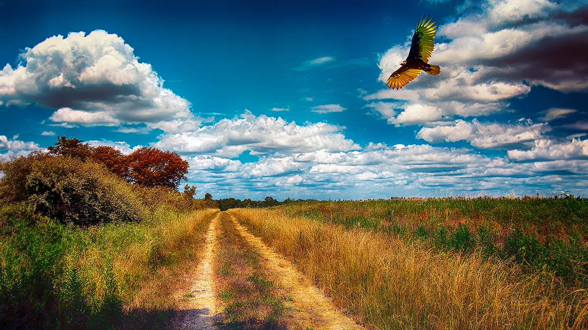 Busch Memorial Conservation