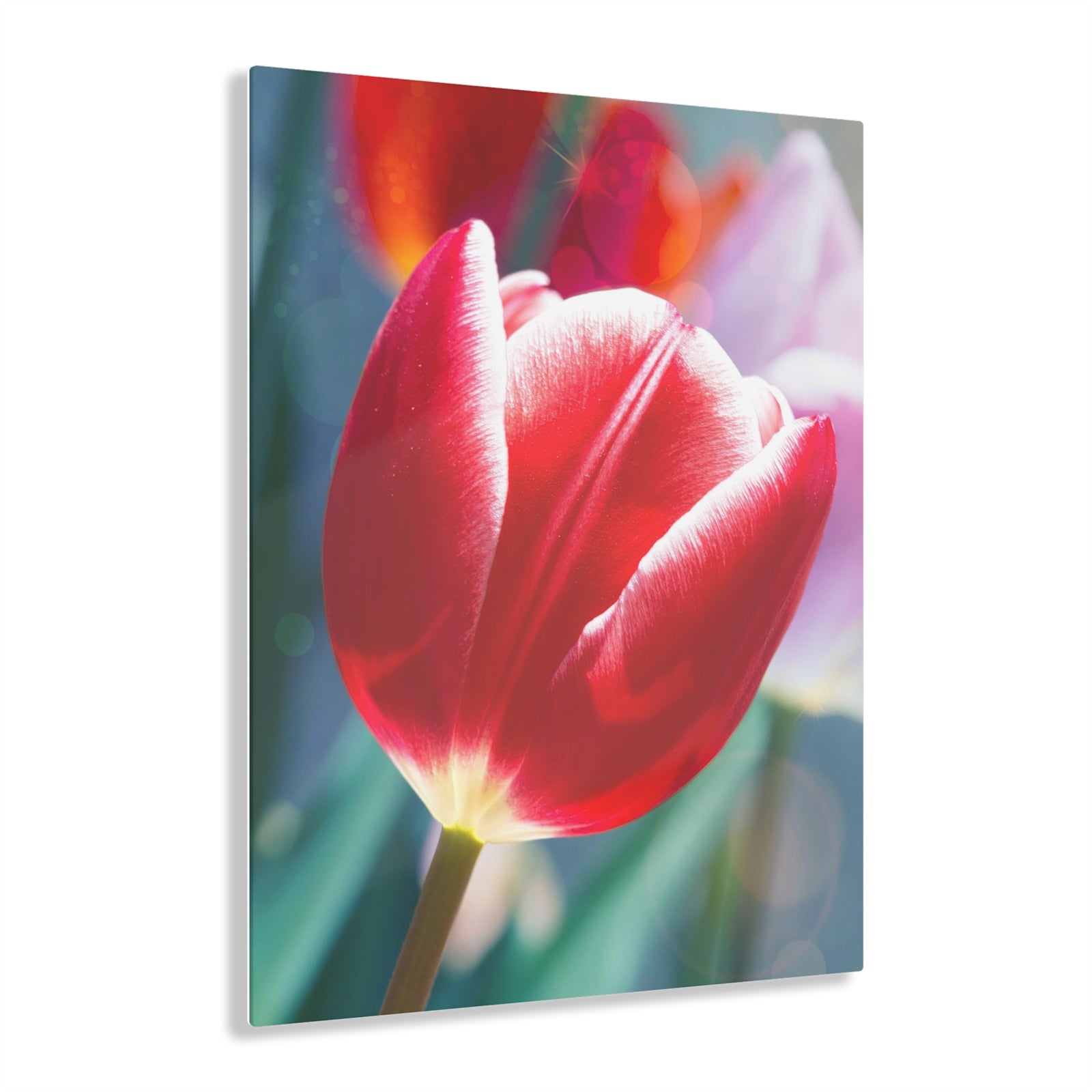 Tulipe Daydream Impression sur Acrylique