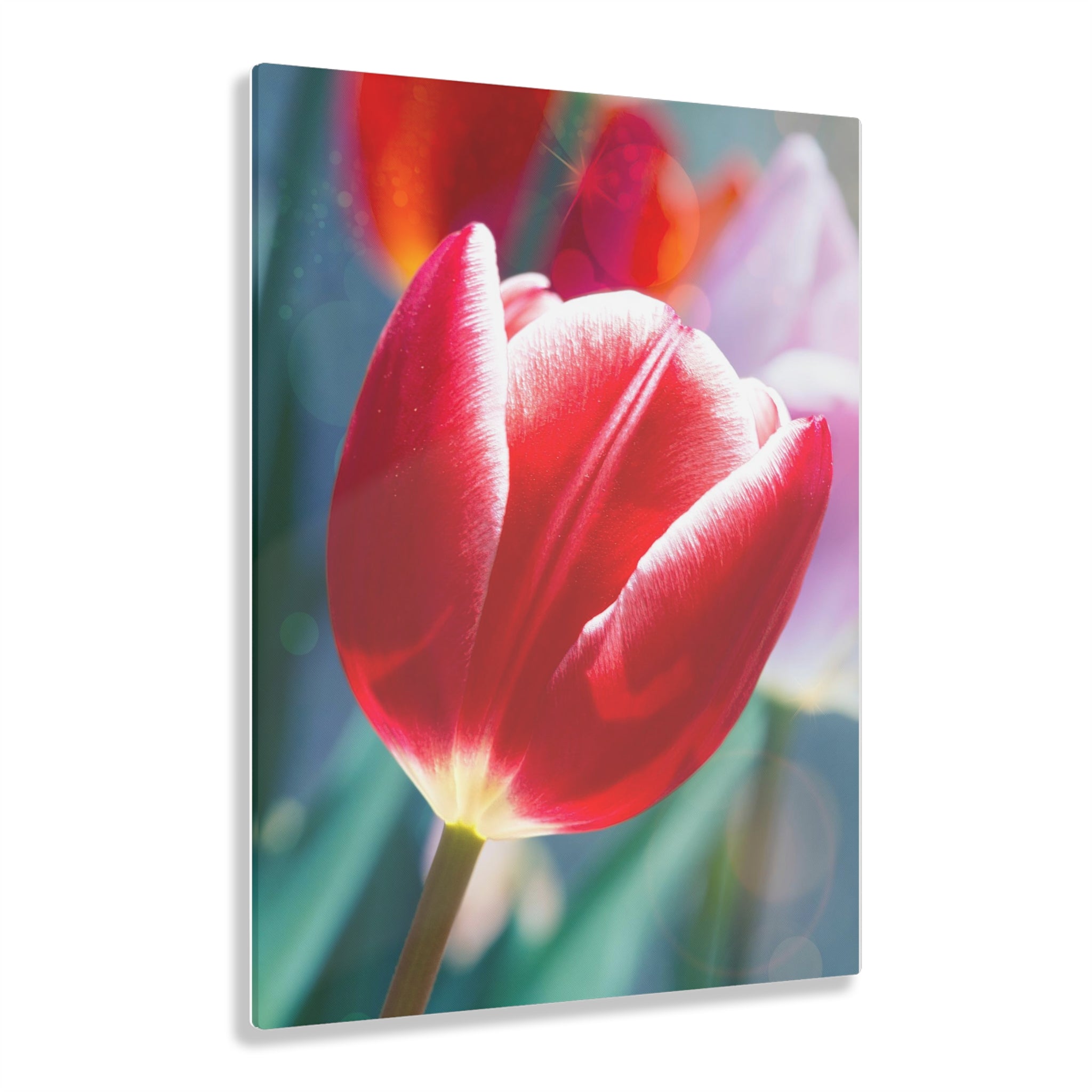 Impresión Acrílica Sueño de tulipán