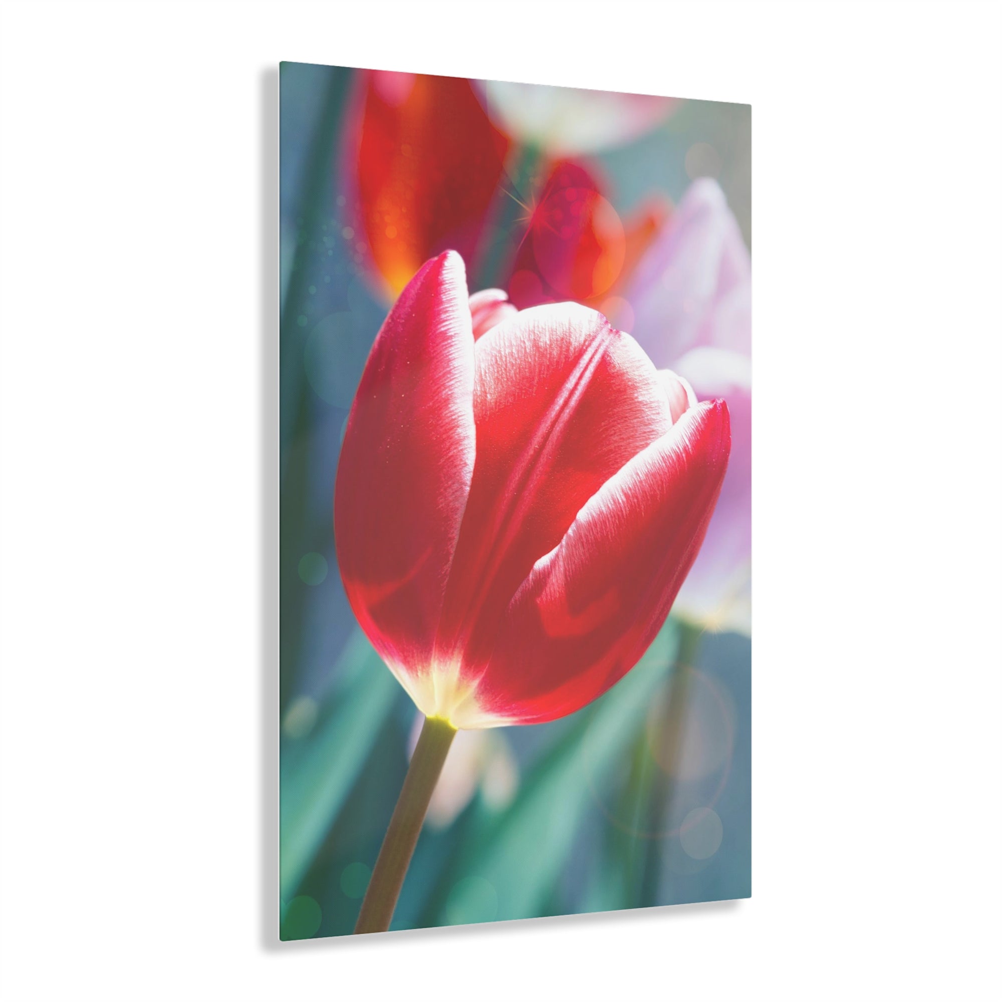 Impresión Acrílica Sueño de tulipán