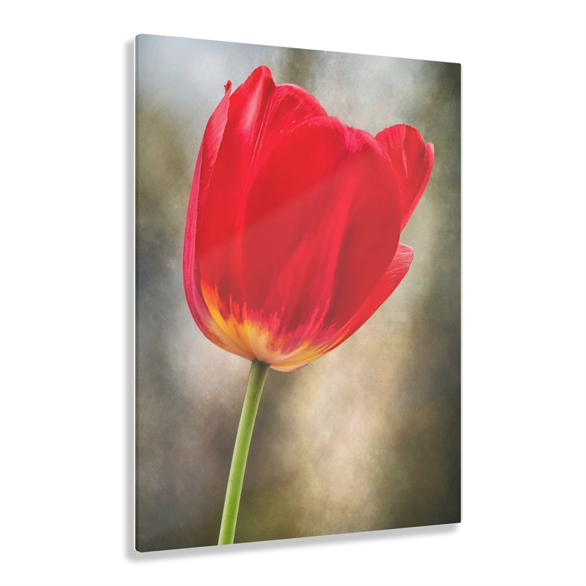 Une étreinte rouge audacieuse Impression sur Acrylique