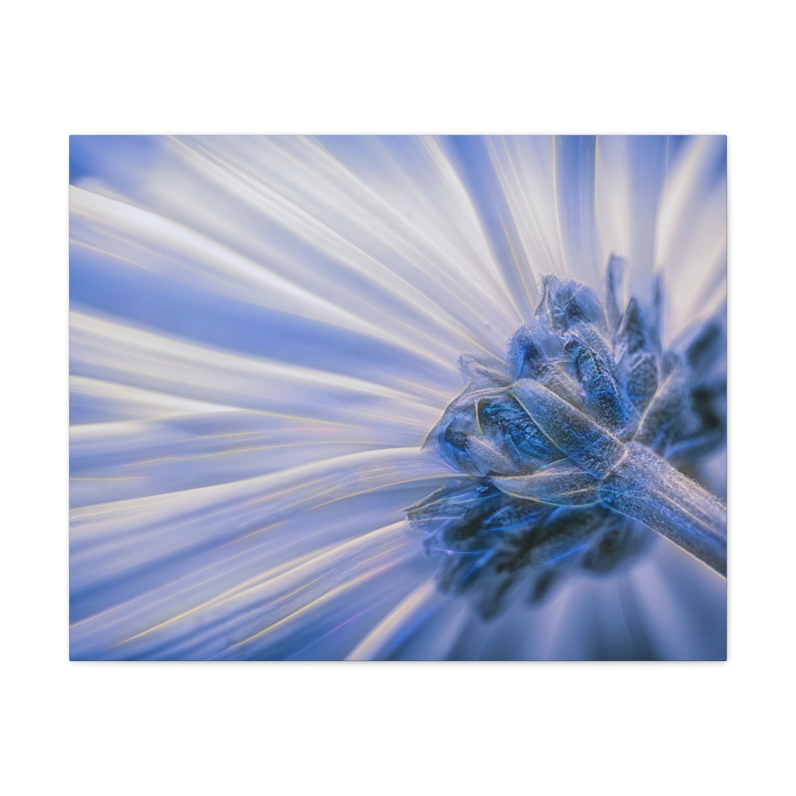 Dreamy Chrysanthemum Blues Canvas