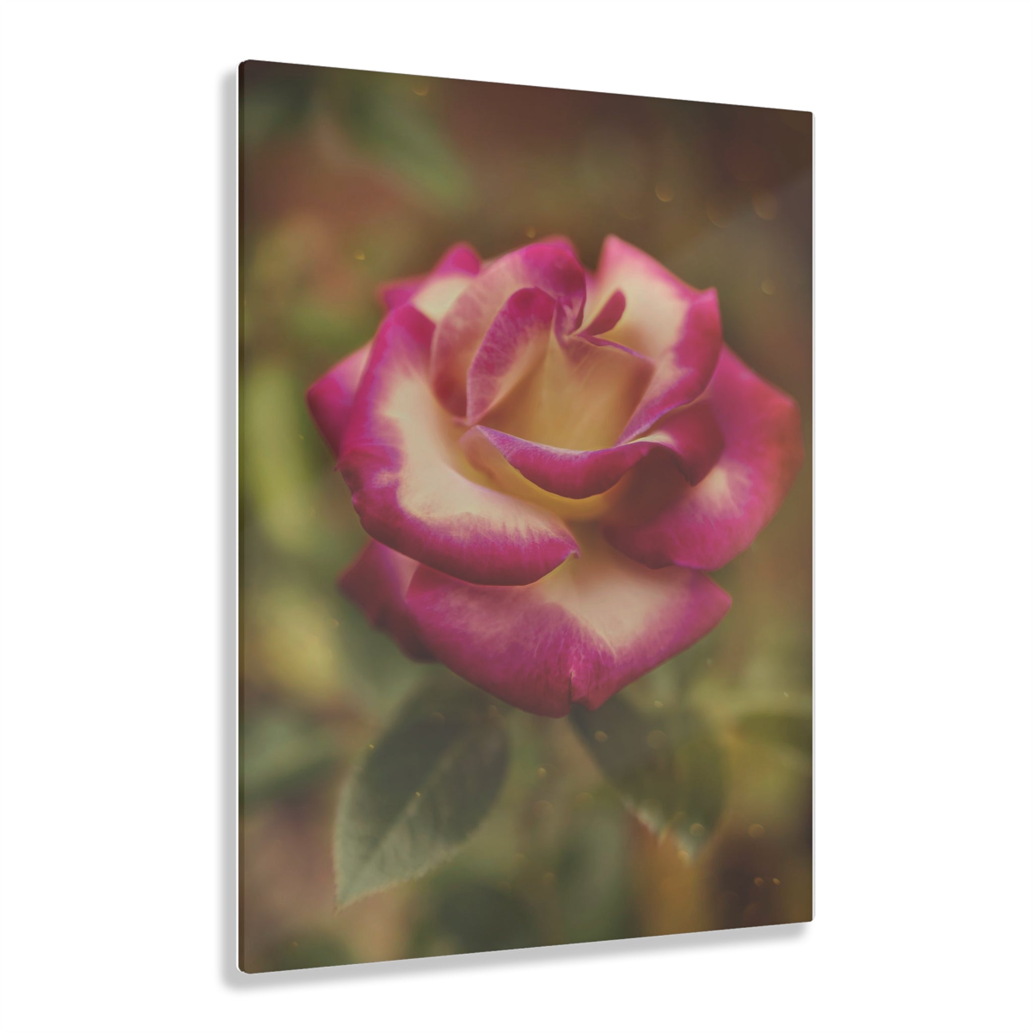 Rosa de octubre Lámina acrílica