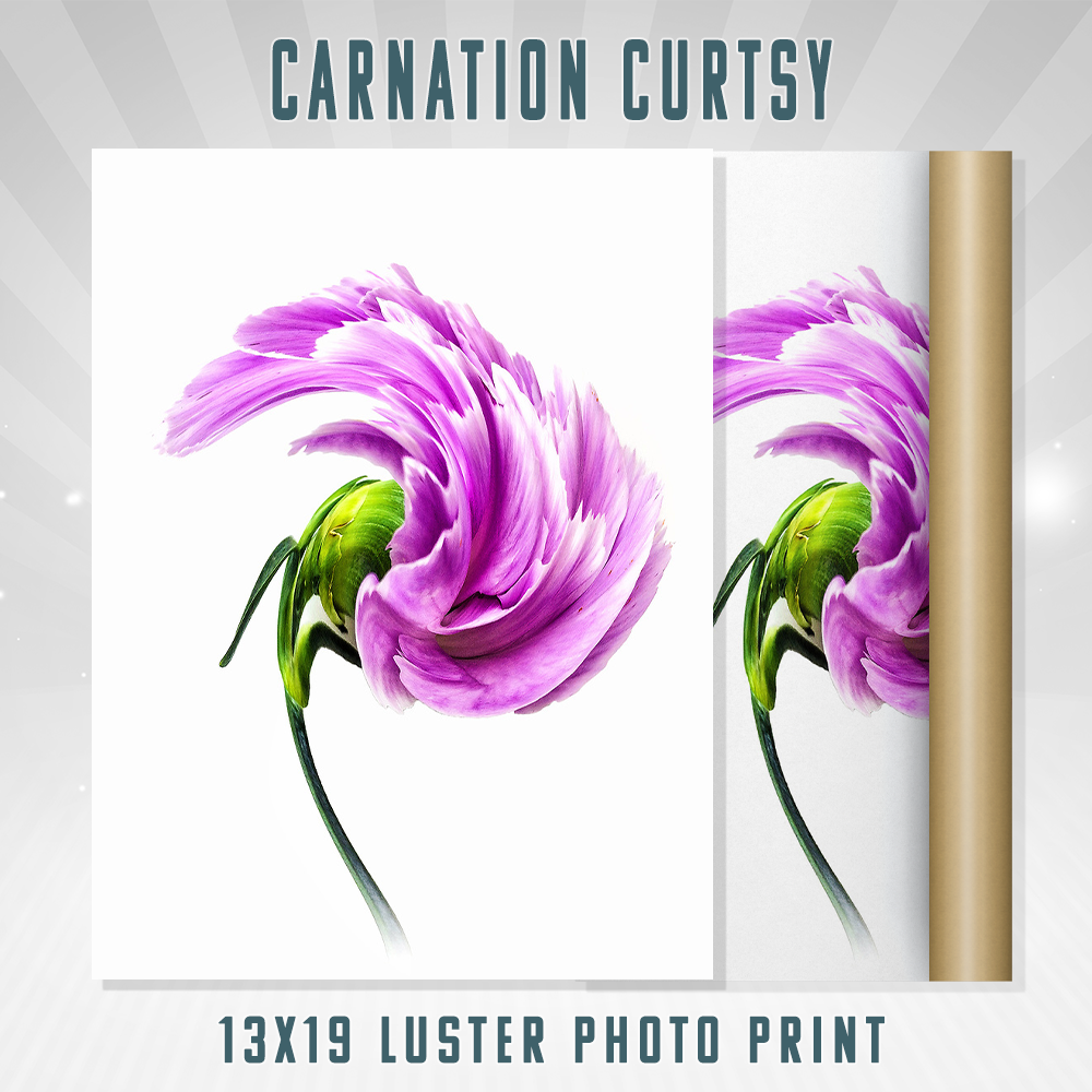 Carnation Curtsy 13×19 Print