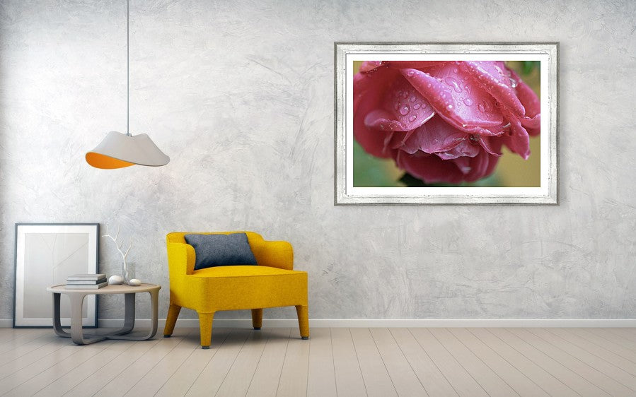 Rosa brillante Impresión 13×19