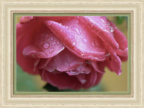 Rose scintillante 13×19 Impression