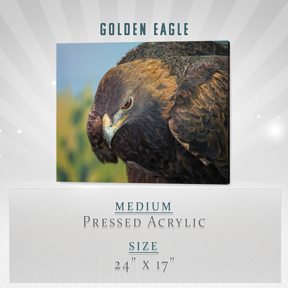 Golden Eagle Acrylic Print