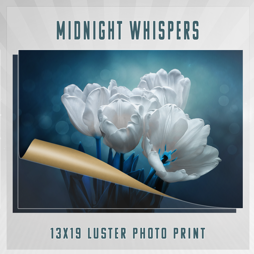 Midnight Whispers 13×19 Print