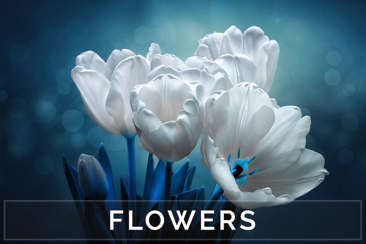 Floral Art And Photography